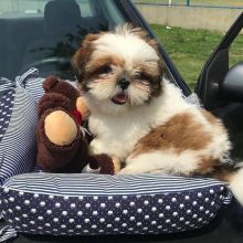 shih tzu PUPPIES FOR ADOPTION ( jeremy.susan1980@gmail.com )