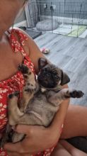 Adorable kc registered Pugs mixed colors