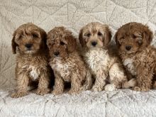 Adorable Miniature Poodle puppies.