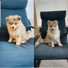 Adorable Pomsky Puppies for adoption leec06395@gmail.com