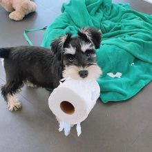 Adorable schnauzer Puppies for adoption {egawang796@gmail.com