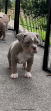 American bulldog puppies ready to leave
