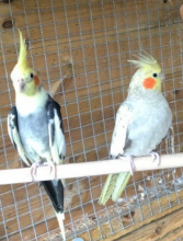 co.c.katiels For Sale