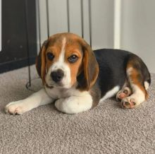 Beagle Puppies for adoption (elic92006@gmail.com)