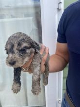 Beautiful C0CKAPOO puppies