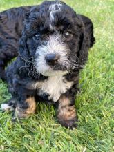 Beautiful C0CKAPOO puppies available !!