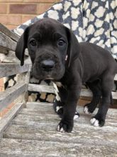 Beautiful health Great Dane puppies!