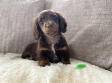 Beautiful long hair miniature dachshund puppies