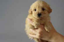 Beautiful maltipoo puppies ready for loving homes