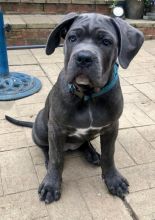 Beautiful solid cane corso puppies