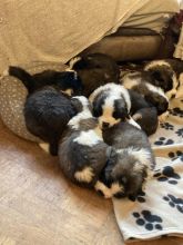 Beautiful St Bernard puppies for adoption !!!!