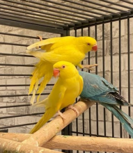 Beautiful young Indian ringnack parrot