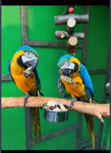 Blue and Gold Macaw for sale