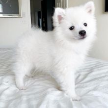 Charming and beautiful American Eskimo for adoption { jason.michelle784@gmail.com }