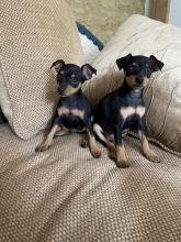 Cute Miniature Pinscher puppies