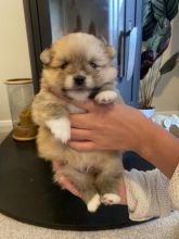 Cute Pomeranian Puppies ready to go..!!!!