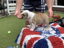 English bulldog puppies(standard)