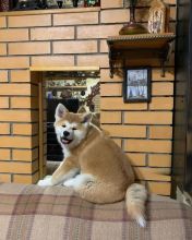 Excellent Akita inu puppies for adoption ( stephen.kimberly909@gmail.com )