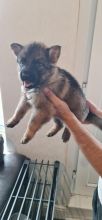 Exceptional German Shepherd Puppies for adoption
