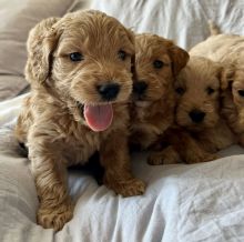 F1 MINIATURE GOLDEN DOODLE PUPPIES