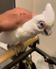 Friendly Baby c.o.ckatoo Parrot