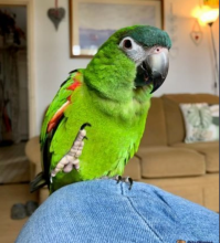 Hahns Macaws for sale