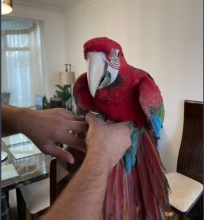 Hand Reared Green Winged Macaw Baby