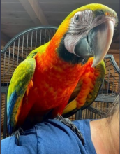 Hand reared harlequin baby macaws