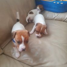 Jack Russell puppies for ADOPTION