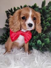 KC Cavalier king Charles puppies DNA Tested