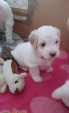 KC Registered Coton de Tulear puppies