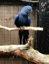 lovely baby hyacinth Macaws for sale