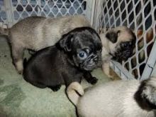 lovely Pug puppies for free adoption