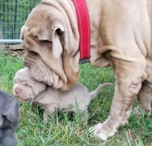 Neapolitan mastiff puppies for adoption