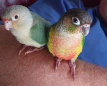 Pair of Male & Female Conures for sale