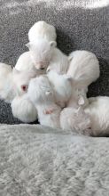 Pedigree West highland terrier puppies
