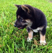 Purebred Shiba Inu puppies for adoption