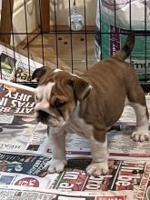 READY NOW!! KC Registered British Bulldogs