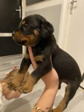 Rottweiler puppies ready for loving homes.