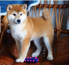 Shiba inu Puppies Looking For Their Forever Homes {amandamellissa250@gmail.com}