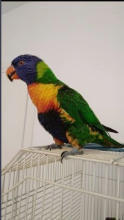 Tame Lorikeet (Rainbow) entertaining, QuickLearner