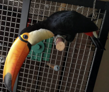 Toucan birds for sale