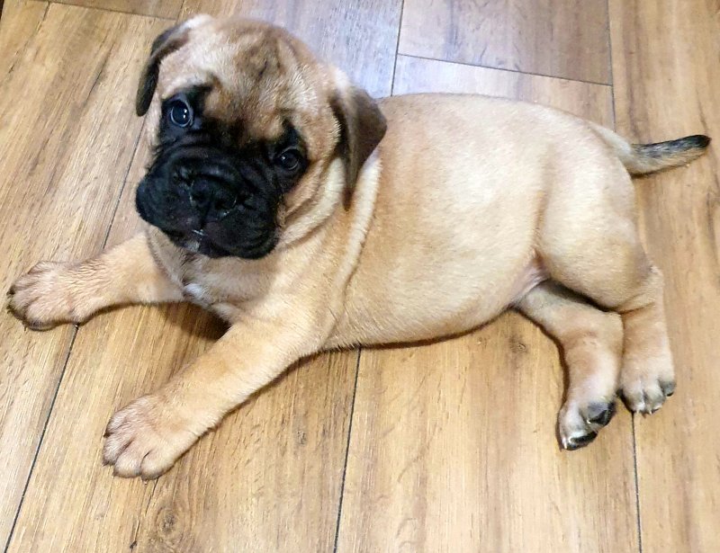 Adorable Bullmastiff puppies ready now Image eClassifieds4u