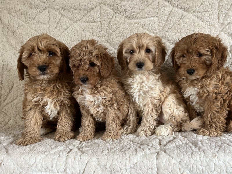 Adorable Miniature Poodle puppies. Image eClassifieds4u