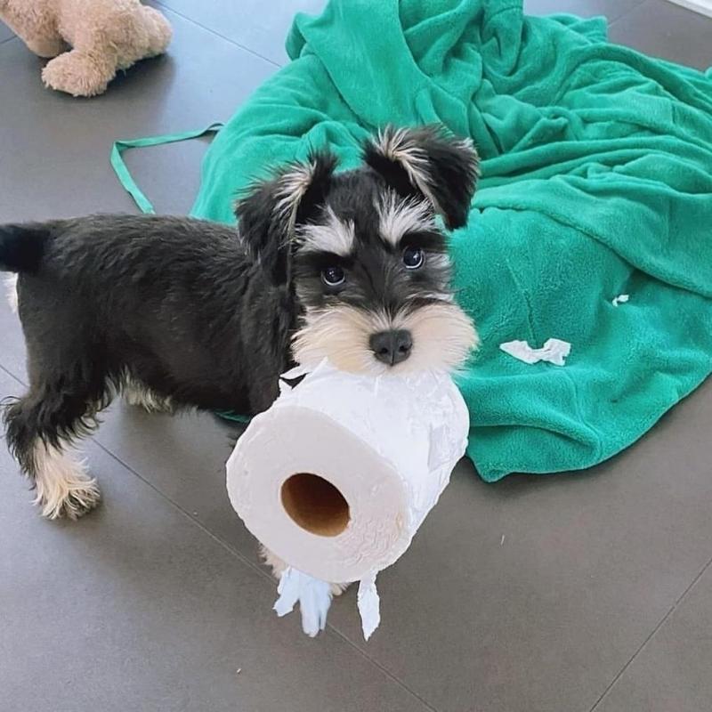 Adorable schnauzer Puppies for adoption {egawang796@gmail.com Image eClassifieds4u