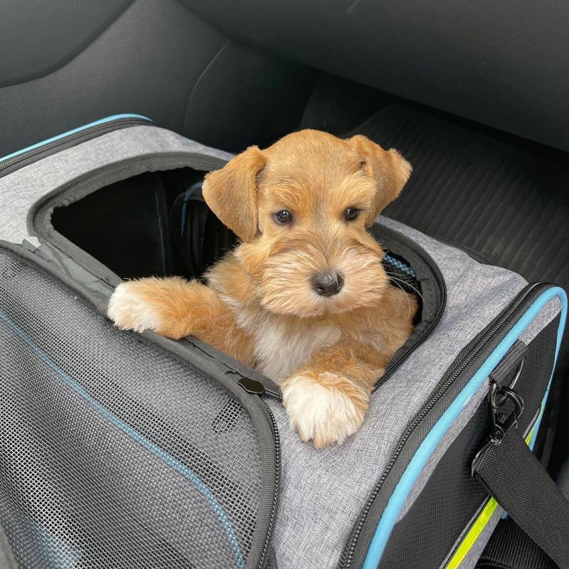 Adorable schnauzer Puppies for adoption {egawang796@gmail.com Image eClassifieds4u