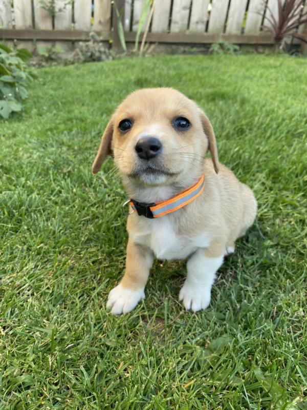Adorable Welsh Corgi Pembroke puppies Image eClassifieds4u