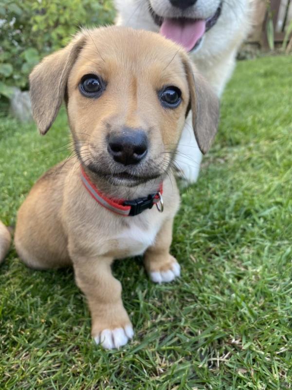 Adorable Welsh Corgi Pembroke puppies Image eClassifieds4u
