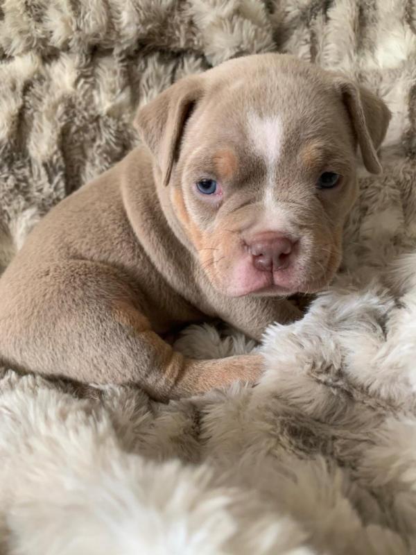 American bulldog puppies ready to leave Image eClassifieds4u