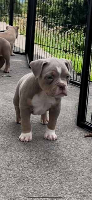 American bulldog puppies ready to leave Image eClassifieds4u